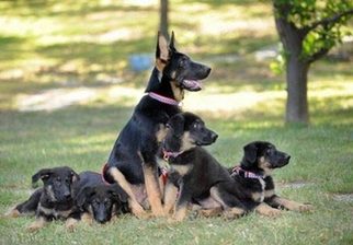 Trust, Solace, Prodigy, Valor and Dejavu in Los Angeles, California to present the cloned puppies of Trakr, a German shepherd, who sniffed out survivors from under the rubble of New York's World Trade Center after the 2001 terror strikes. Trakr was cloned in South Korea under the direction of Doctor Hwang Woo-Suk. [Source: chinadaily.com.cn/agencies] 